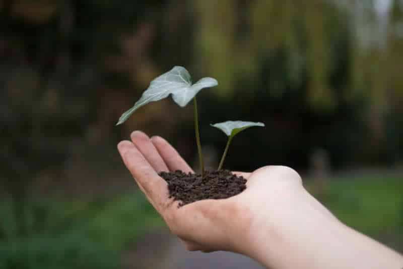 A person's hand holding a small plant to demonstrate community growth concept.